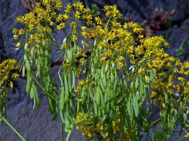 Boryt barvířský (Isatis tinctoria L.)