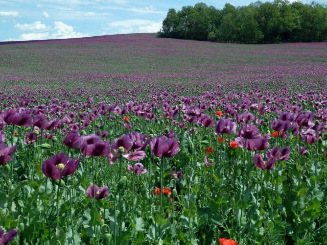 Mák setý (Papaver somniferum L.)