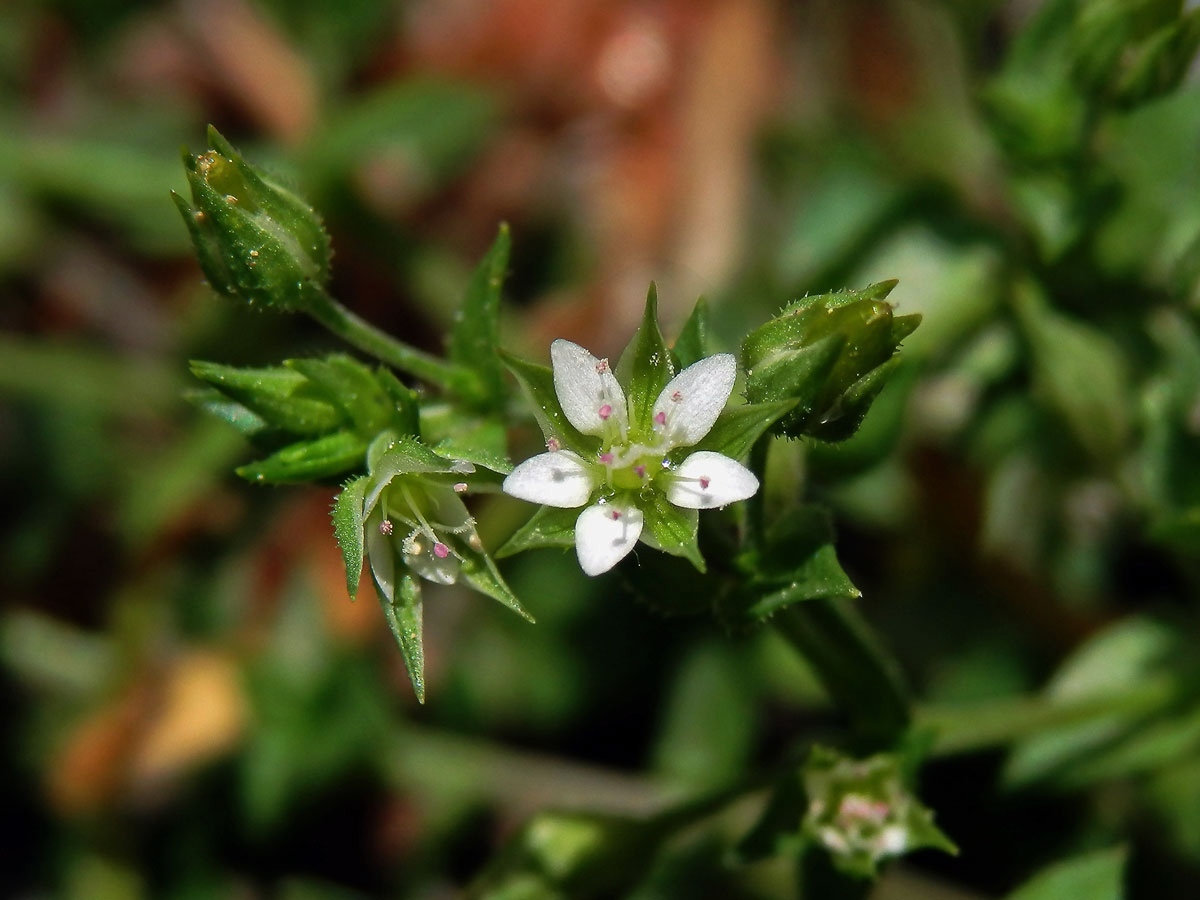 Písečnice douškolistá (Arenaria serpyllifolia L.)