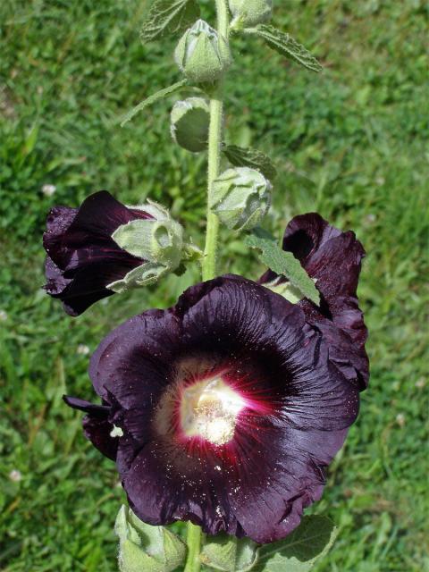 Topolovka růžová (Alcea rosea L.)