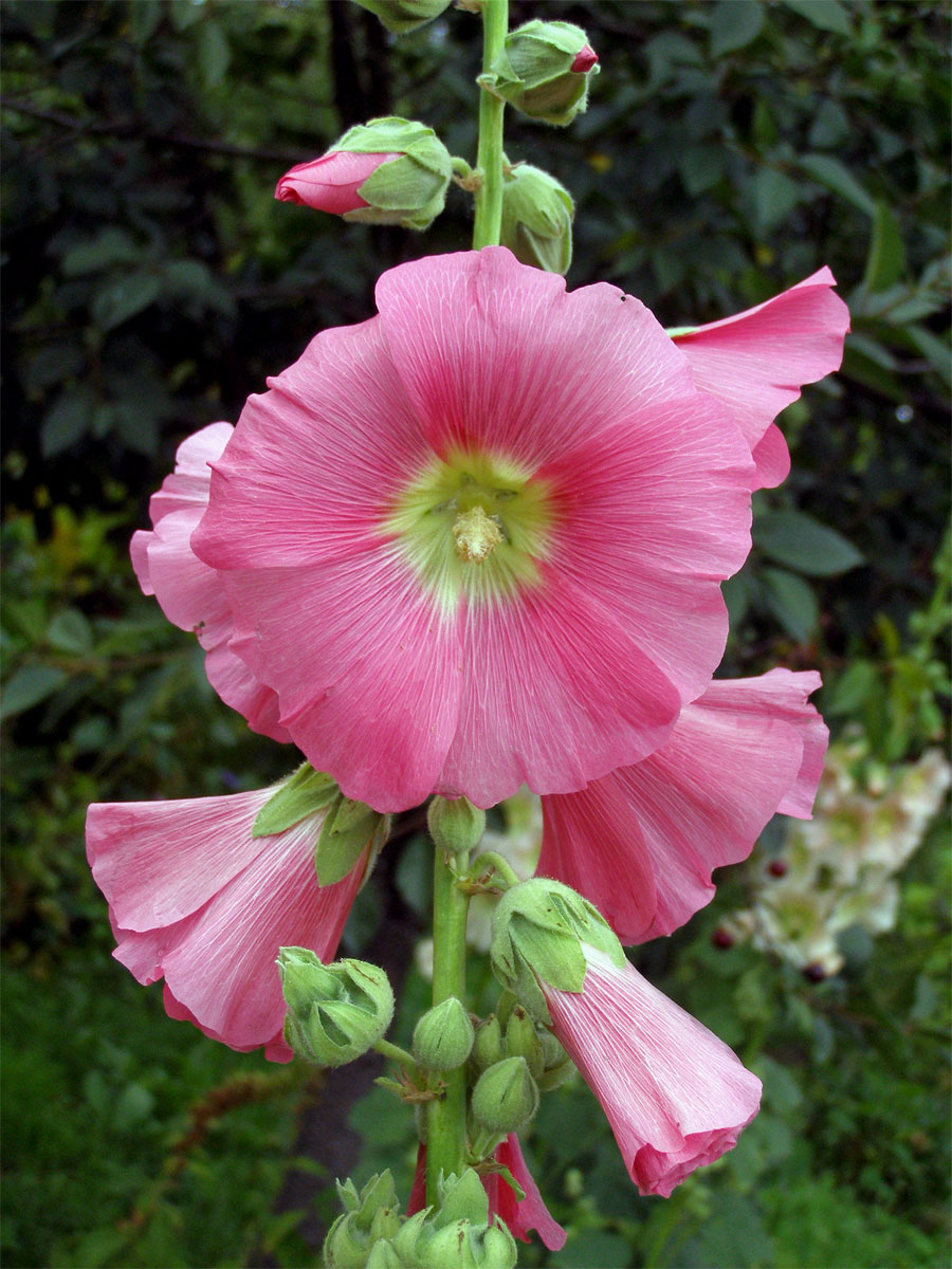 Topolovka růžová (Alcea rosea L.)