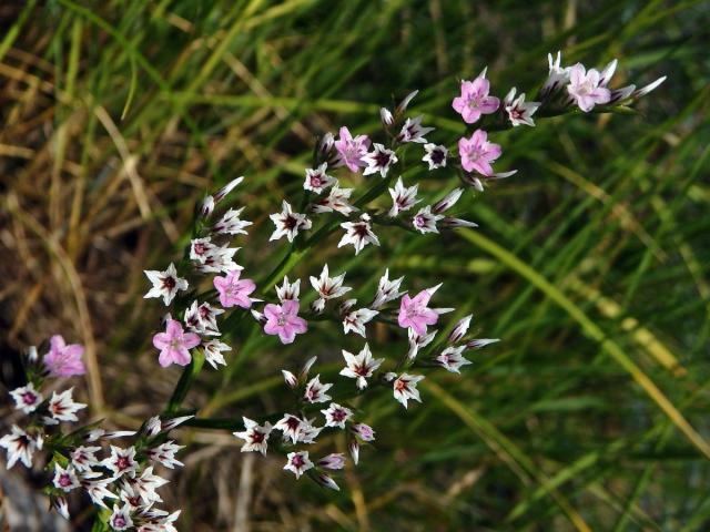 Suchobýl tatarský (Goniolimon tataricum (L.) Boiss.)