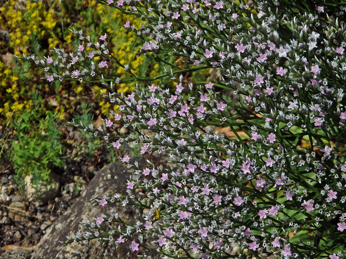 Suchobýl tatarský (Goniolimon tataricum (L.) Boiss.)