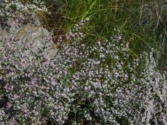 Suchobýl tatarský (Goniolimon tataricum (L.) Boiss.)