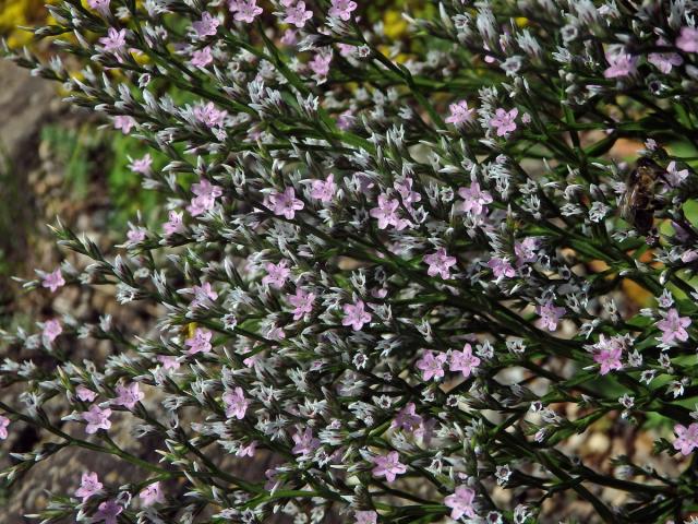 Suchobýl tatarský (Goniolimon tataricum (L.) Boiss.)