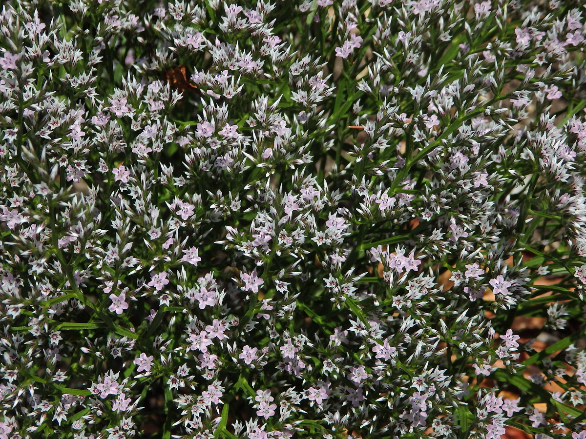 Suchobýl tatarský (Goniolimon tataricum (L.) Boiss.)