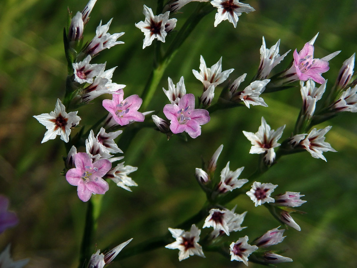 Suchobýl tatarský (Goniolimon tataricum (L.) Boiss.)