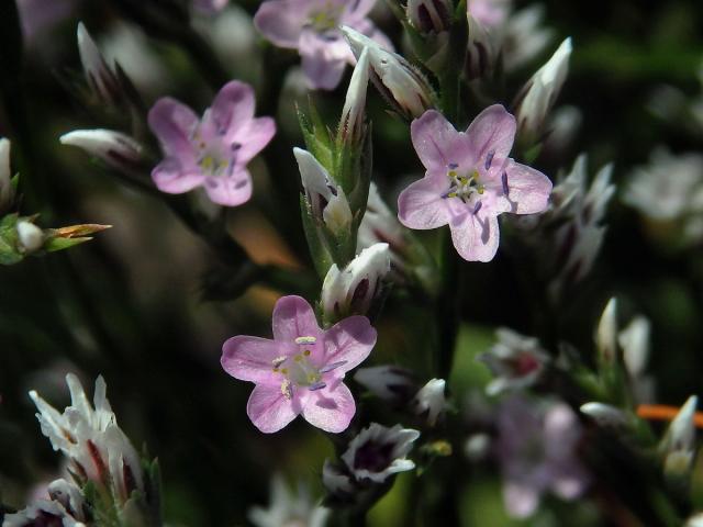 Suchobýl tatarský (Goniolimon tataricum (L.) Boiss.)