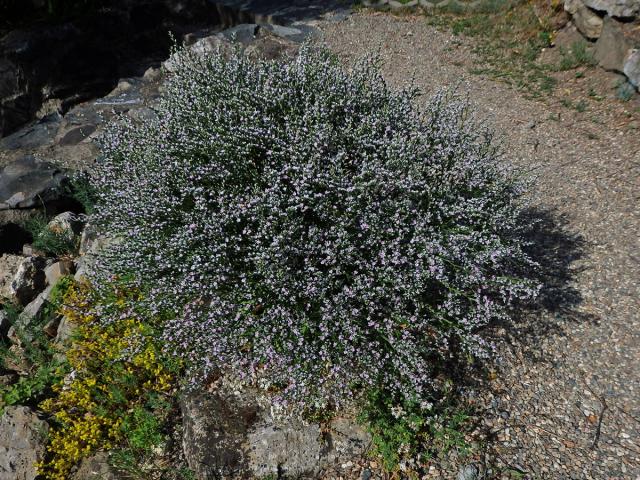 Suchobýl tatarský (Goniolimon tataricum (L.) Boiss.)