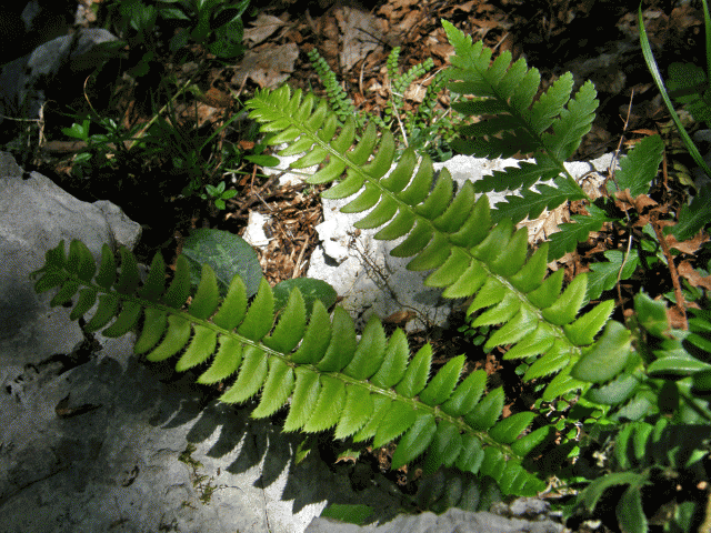 Kapradina hrálovitá (Polystichum lochnitis (L.) Roth.)