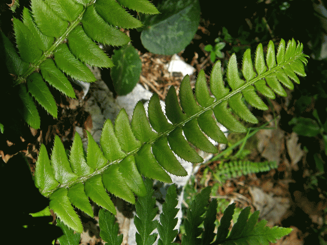 Kapradina hrálovitá (Polystichum lochnitis (L.) Roth.)