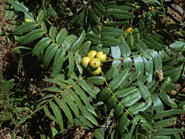 Ořešák (Juglans californica S. Wats.)