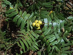 Ořešák (Juglans californica S. Wats.)   