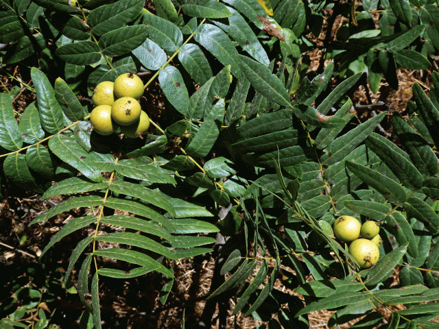 Ořešák (Juglans californica S. Wats.)