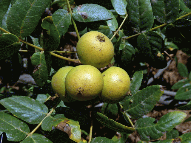 Ořešák (Juglans californica S. Wats.)