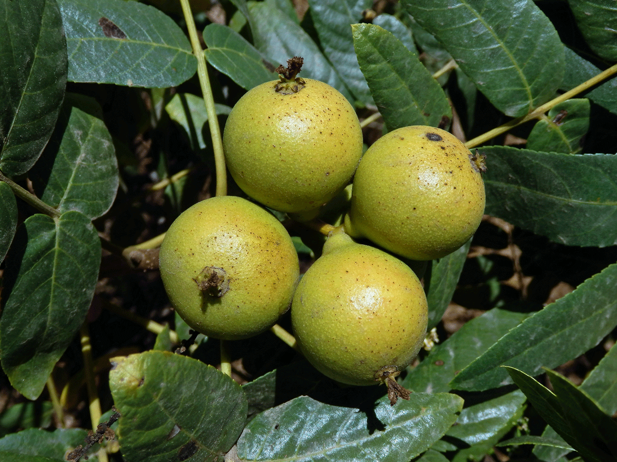 Ořešák (Juglans californica S. Wats.)