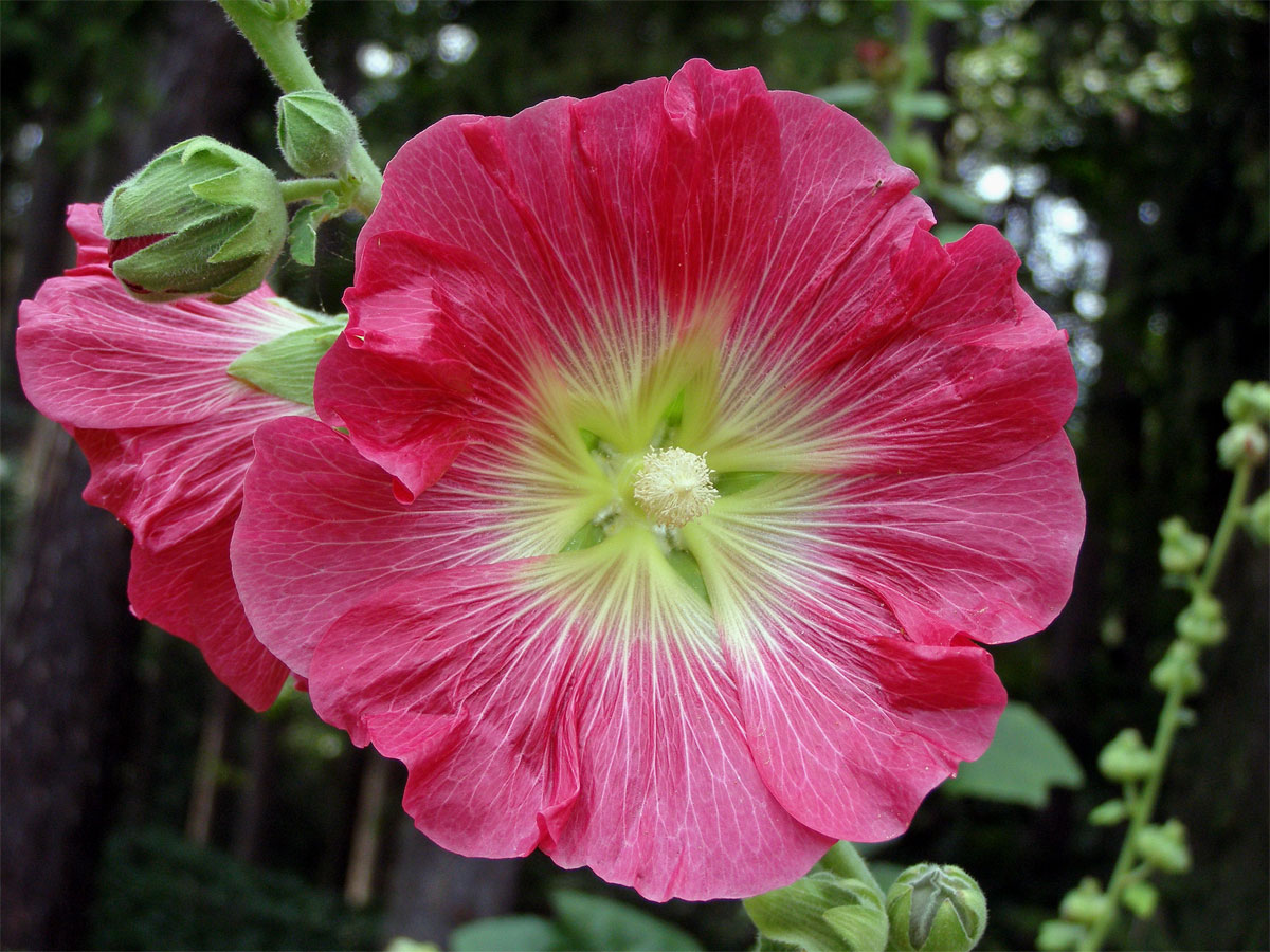 Topolovka růžová (Alcea rosea L.)