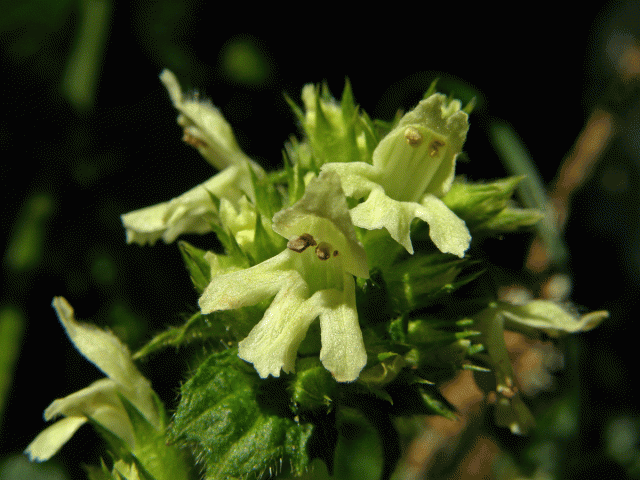 Bukvice (Betonica alopecuros L.)