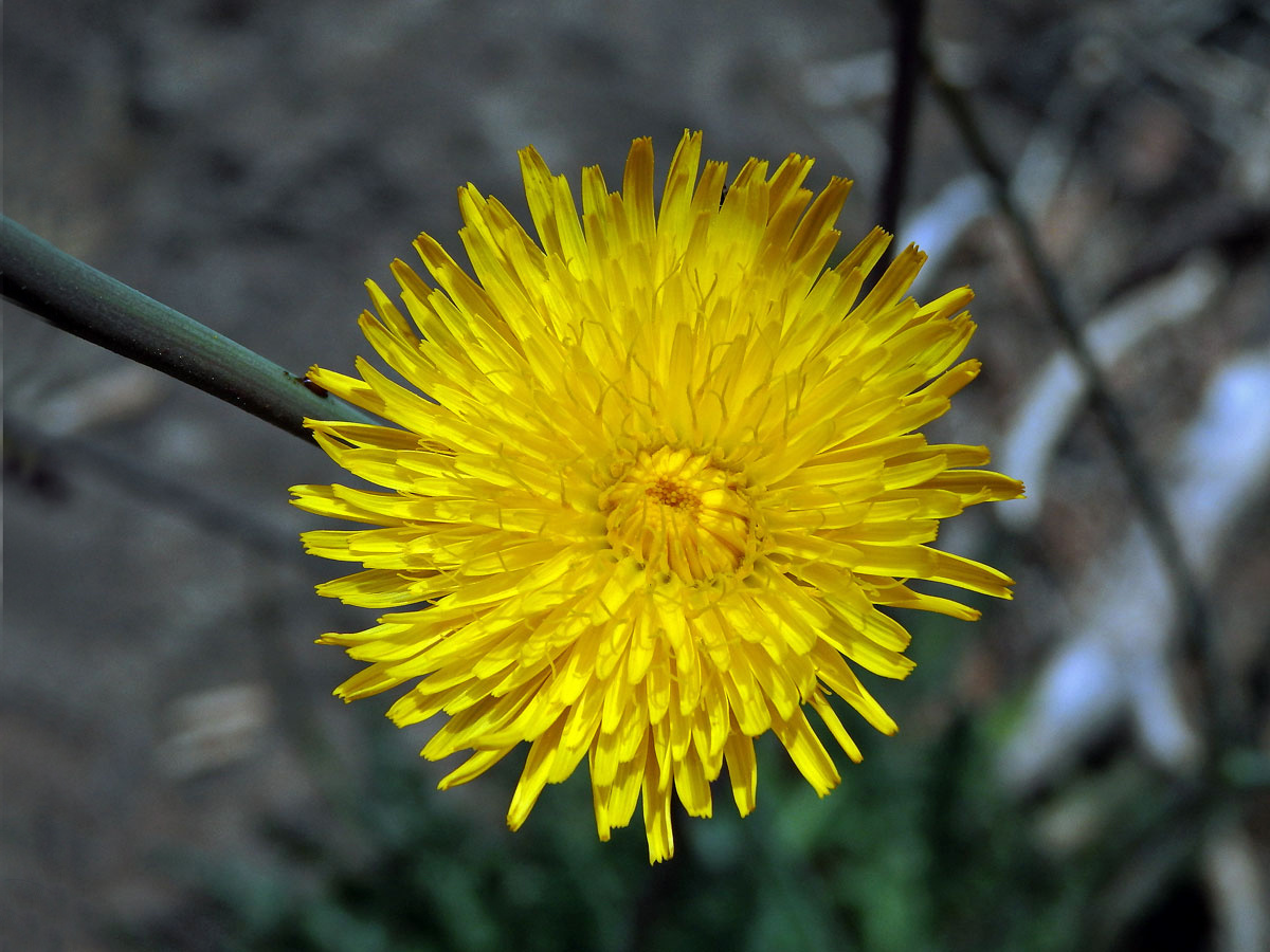 Reichardia ligulata (Vent.) G. Kunkel et Sunding