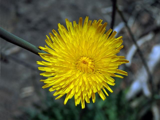 Reichardia ligulata (Vent.) G. Kunkel et Sunding