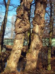 Tumor na akátu (Robinia pseudoacacia L.) (32a)