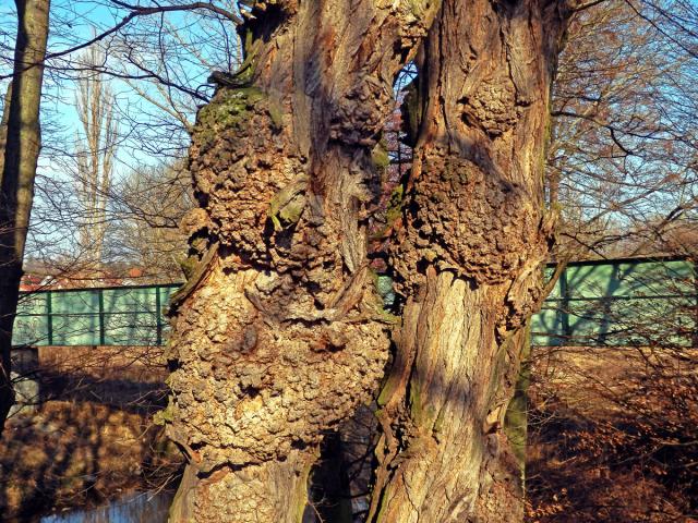 Tumor na akátu (Robinia pseudoacacia L.) (32b)