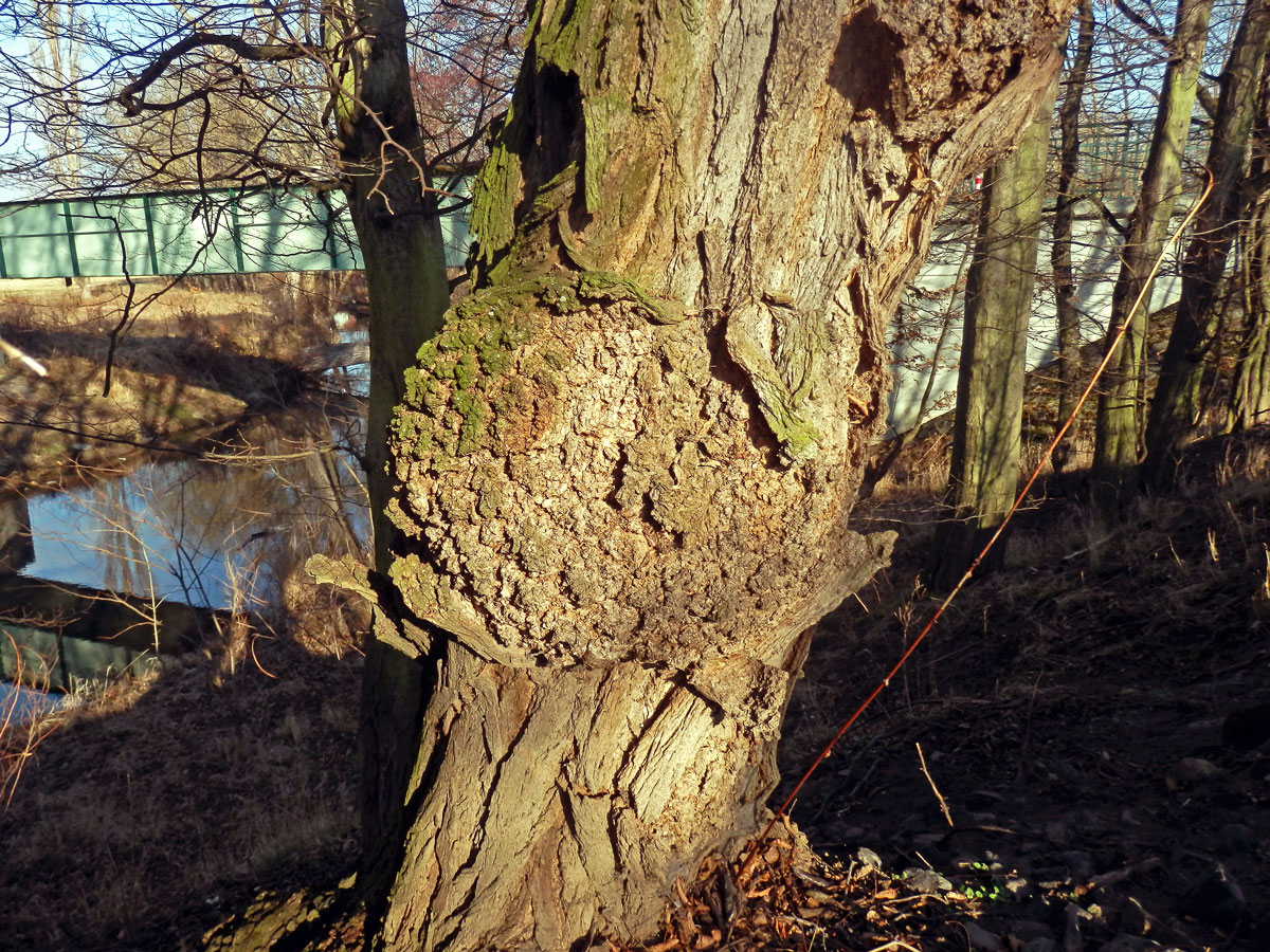 Tumor na akátu (Robinia pseudoacacia L.) (32c)