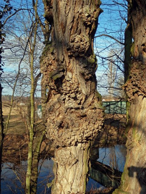 Tumor na akátu (Robinia pseudoacacia L.) (32d)