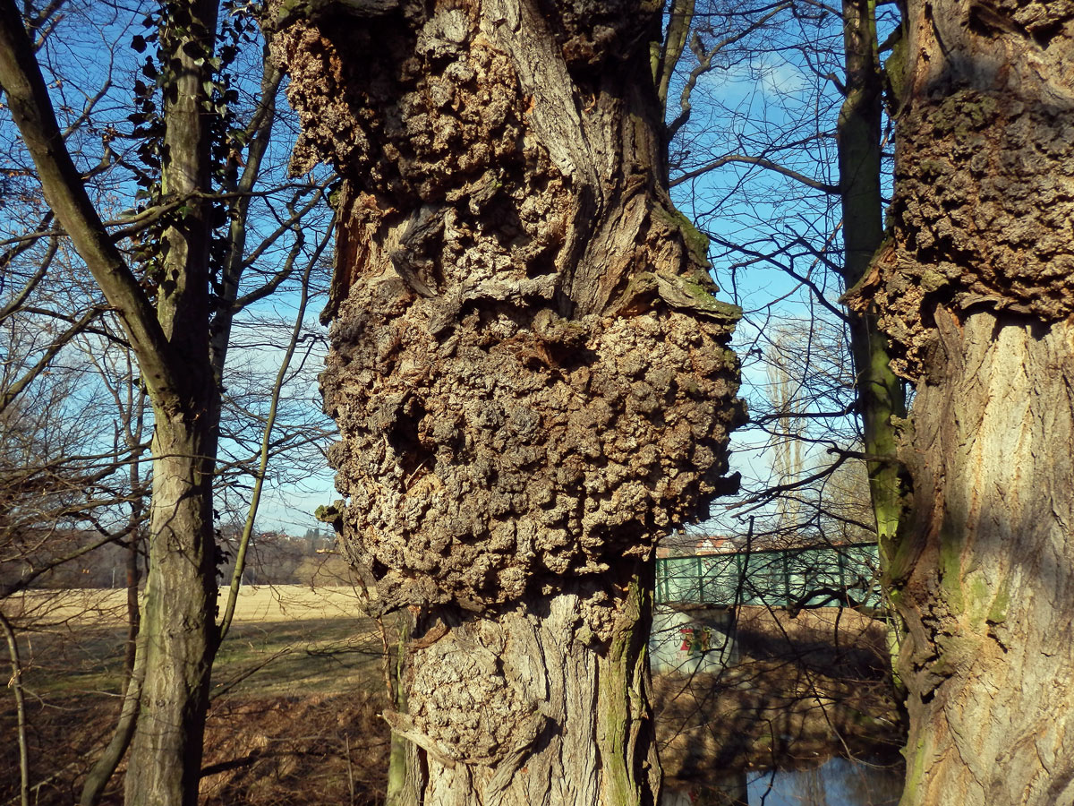 Tumor na akátu (Robinia pseudoacacia L.) (32e)