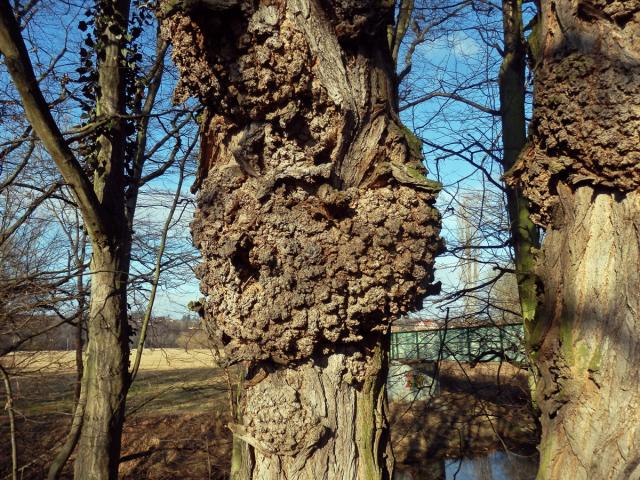 Tumor na akátu (Robinia pseudoacacia L.) (32e)