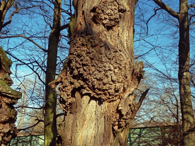 Tumor na akátu (Robinia pseudoacacia L.) (32f)