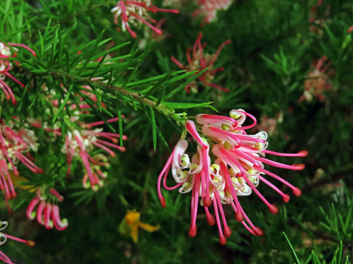 Grevillea juniperina × rosmarinifola