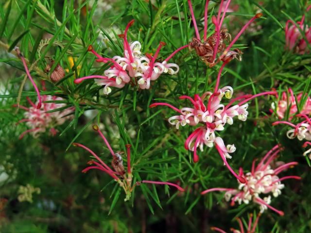 Grevillea juniperina × rosmarinifola