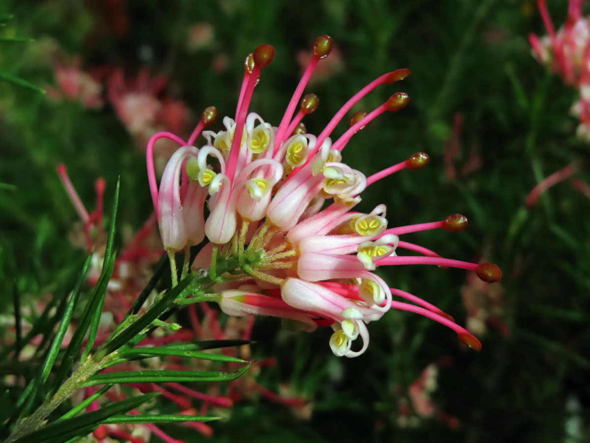 Grevillea juniperina × rosmarinifola