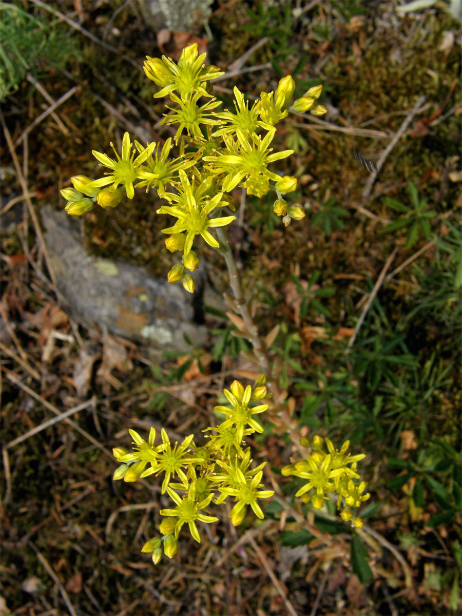 Rozchodník skalní (Sedum reflexum L.)