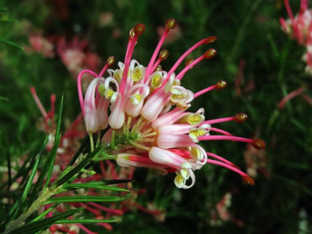 Grevillea juniperina × rosmarinifola