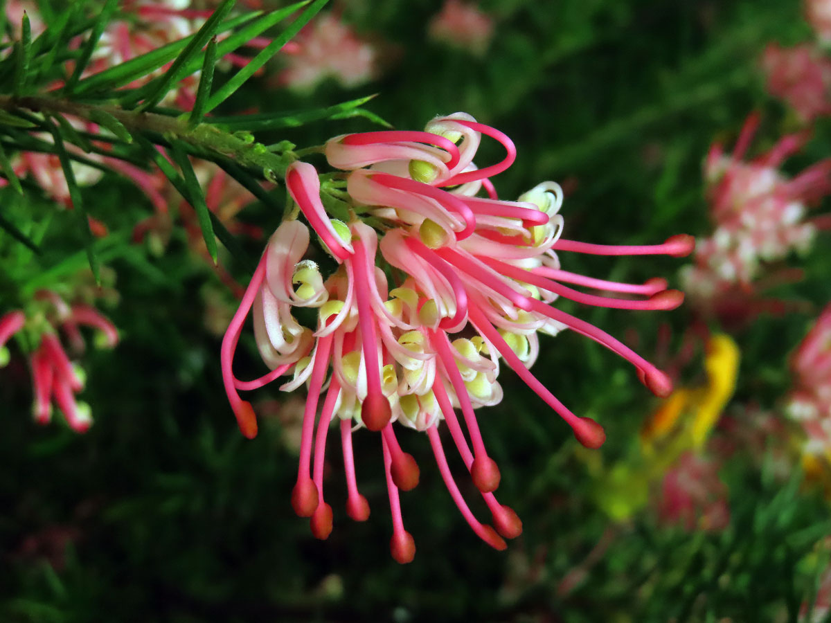 Grevillea juniperina × rosmarinifola