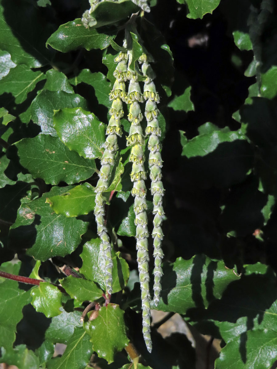 Garrya elliptica Dougl. ex Lindl.