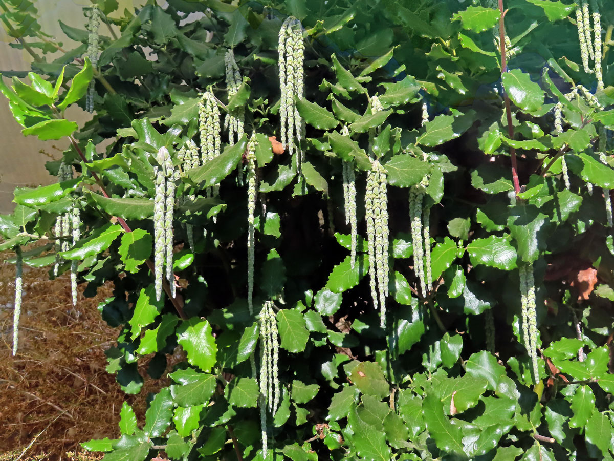 Garrya elliptica Dougl. ex Lindl.