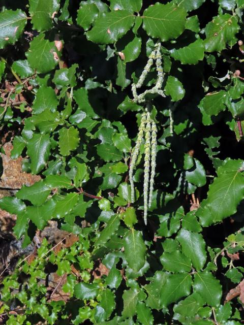 Garrya elliptica Dougl. ex Lindl.