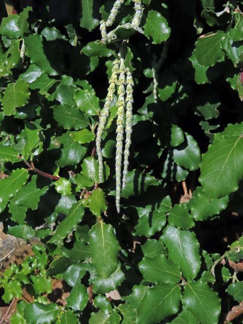 Garrya elliptica Dougl. ex Lindl.