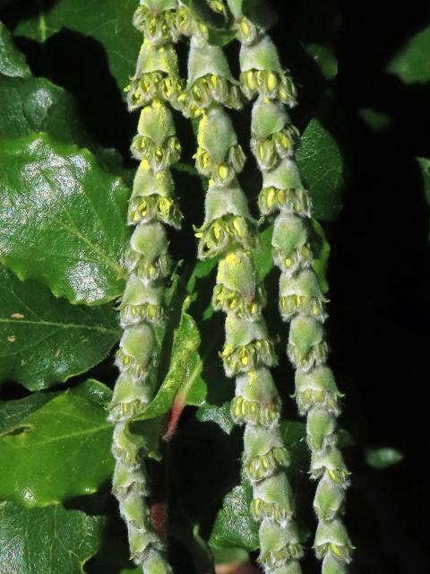 Garrya elliptica Dougl. ex Lindl.