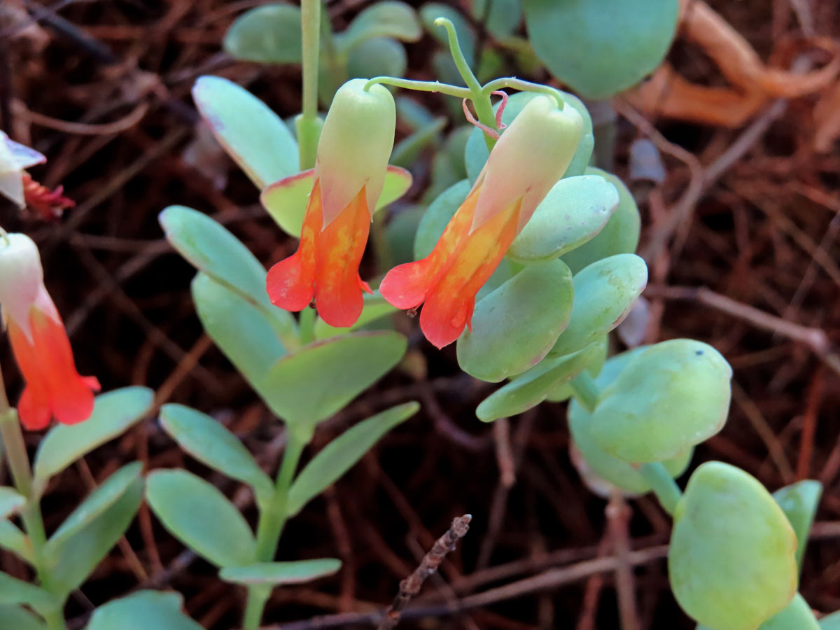 Kolopejka (Kalanchoe fedtschenkoi Hamet & Perrier)