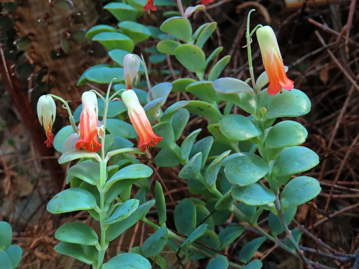 Kolopejka (Kalanchoe fedtschenkoi Hamet & Perrier)