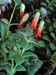 Kolopejka (Kalanchoe fedtschenkoi Hamet & Perrier)