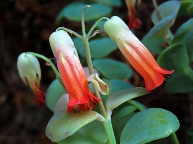 Kolopejka (Kalanchoe fedtschenkoi Hamet & Perrier)