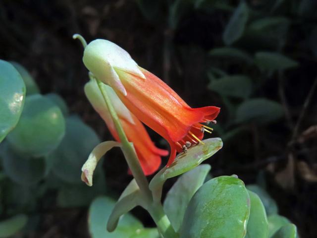 Kolopejka (Kalanchoe fedtschenkoi Hamet & Perrier)