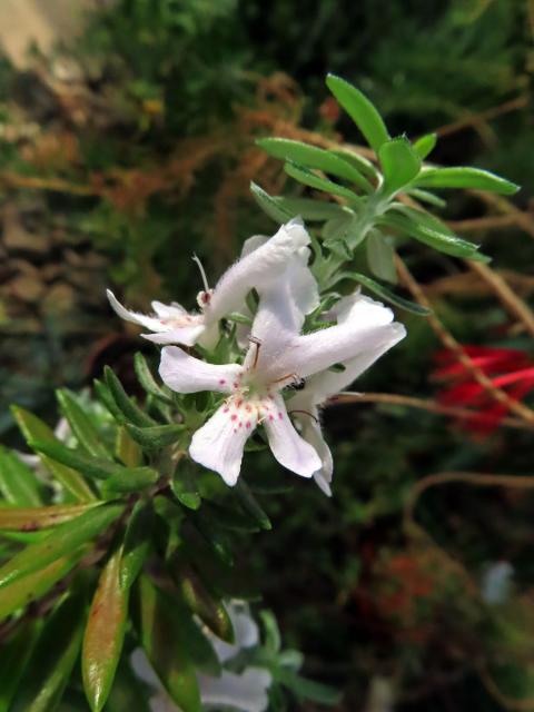 Westringia fruticosa (Willd.) Druce