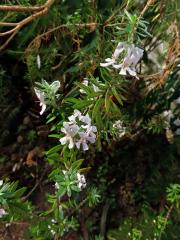 Westringia fruticosa (Willd.) Druce