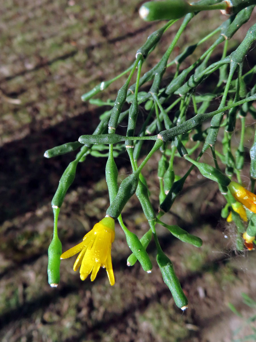 Hatiora salicornioides (Haw.) Britton et Rose